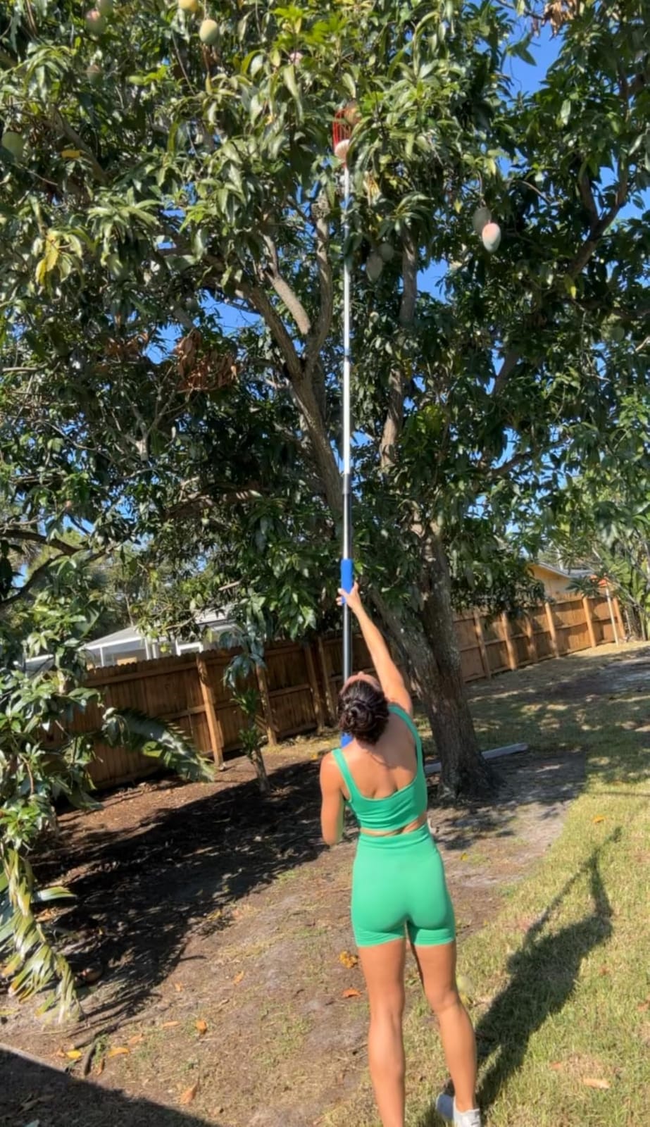 26FT Reach Fruit Picker, 5-20 Foot Sturdy Aluminum Telescoping Fruit Picker Extension Pole with Metal Twist-on Basket, Suit for Apple Pear Lemon Mango Guava Orange Avocados Tree Fruit Picking customer photo 1