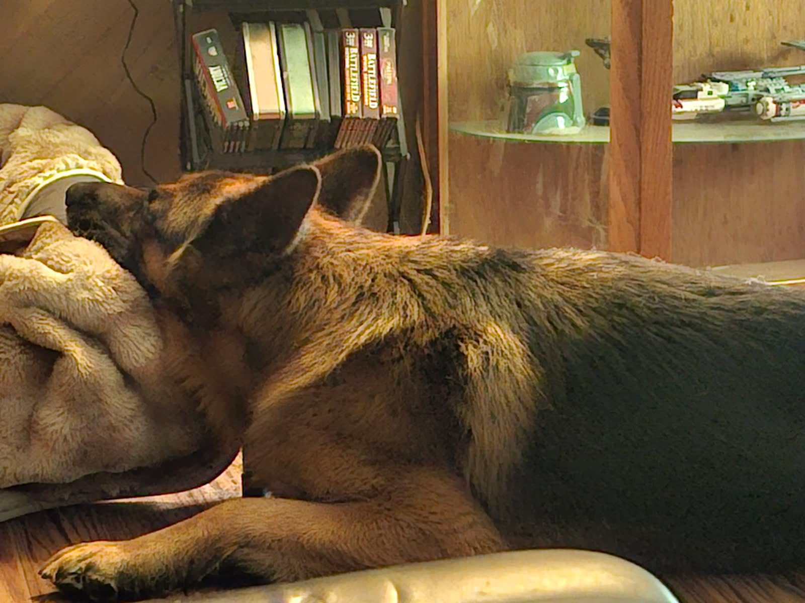 WESTERN HOME Cooling Elevated Dog Bed for Large Dogs,Outdoor Raised Dog Bed customer photo 2