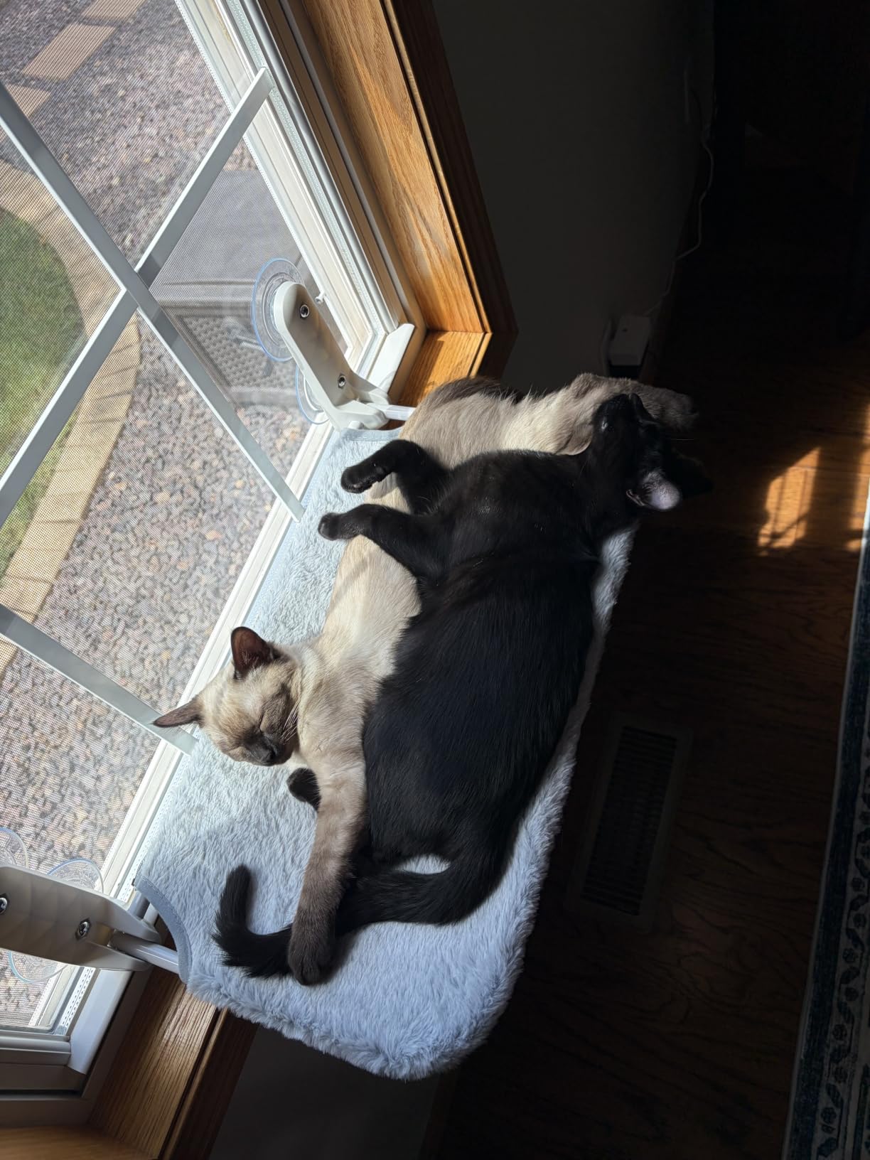 Zoratoo 2PC Cat Window Perch, Foldable & Cordless with Metal Frame, M Gray customer photo 1