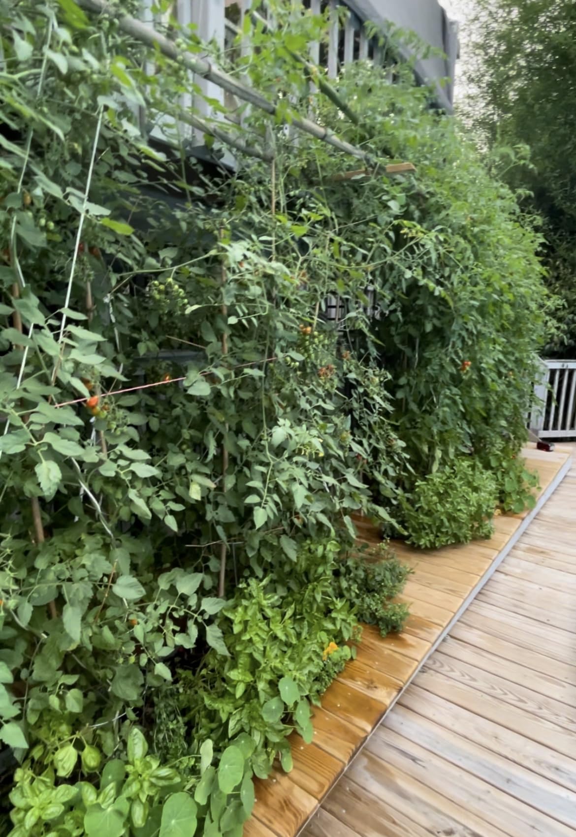 3L No Leak Plant Humidifiers for Grow Tent Greenhouse and Grow Room, Top-Fill, Auto Shut Off, with Extendable Targeting Hose Perfect for Indoor Plant Care and Humidity Control (Single Dual Fog Output) customer photo 1