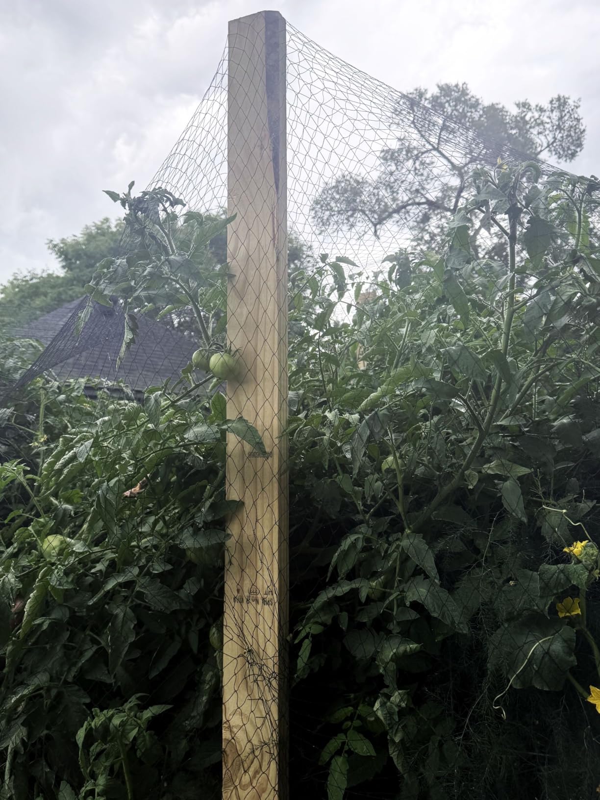 Bird Netting 25x100 Ft, 1 in Mesh Heavy Duty Garden Netting customer photo 1