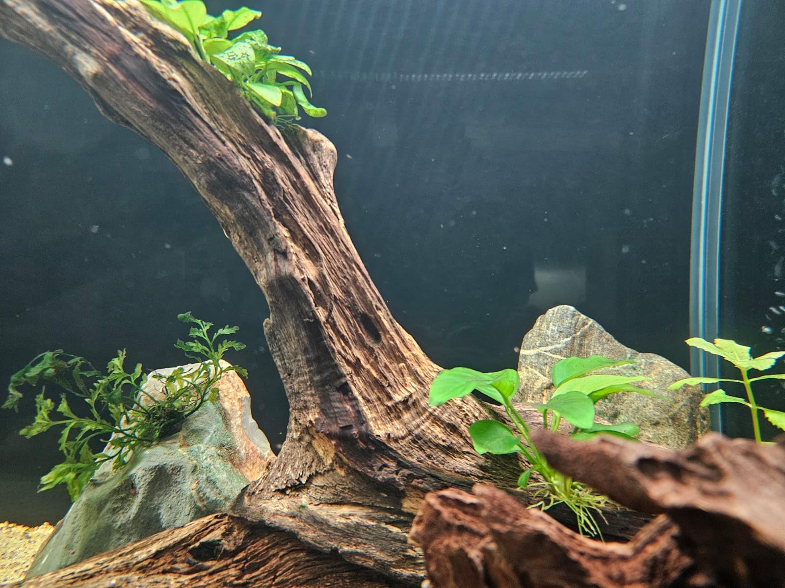 FZONE Aquarium Light 60W LED Plant Light for 35-43