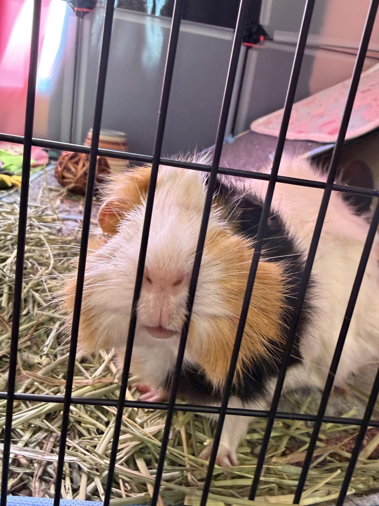 Guinea Pig Cages with Tarp and Bedding Pee Pad Liner, 2-Story Large Guinea Pig Playpen C&C Loft Cage for 2 Rabbit Bunny Chinchilla Small Animal Habitat for Indoor customer photo 1