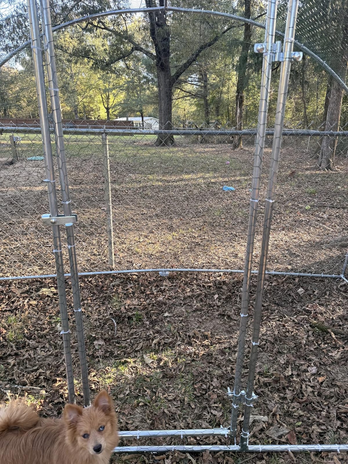 Oranland Metal Chicken Coop, 10x10x6.5FT Chicken Run for Yard with Cover customer photo 2