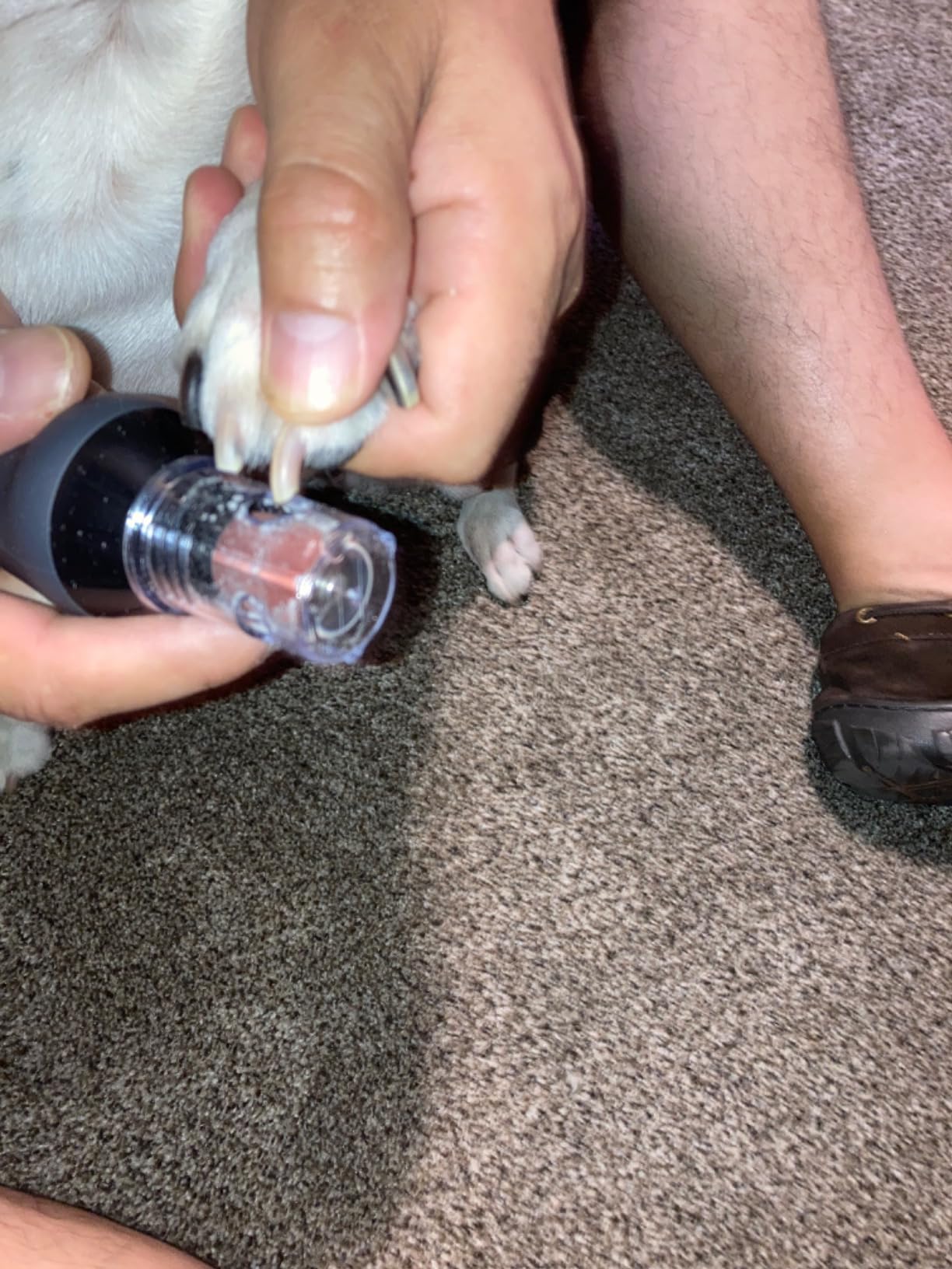 Wahl Grind & Smooth 2 Speed Battery Dog Nail Grinder, Precise Nail Grinding customer photo 2