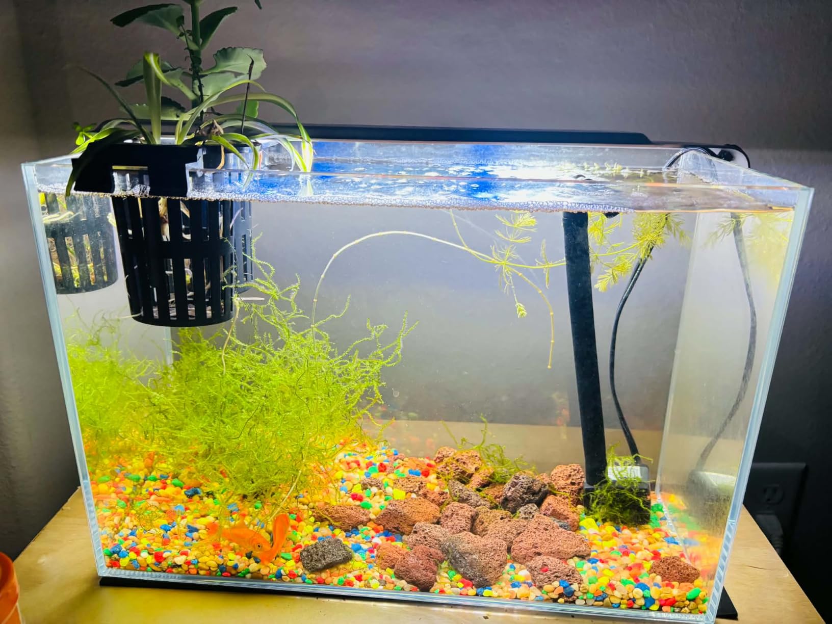 Vimvins 3 Gallon Glass Fish Tank, Easy to Maintain Small Aquarium for Betta/Goldfish/Snails/Shrimp and Aquatic Planting. customer photo 1