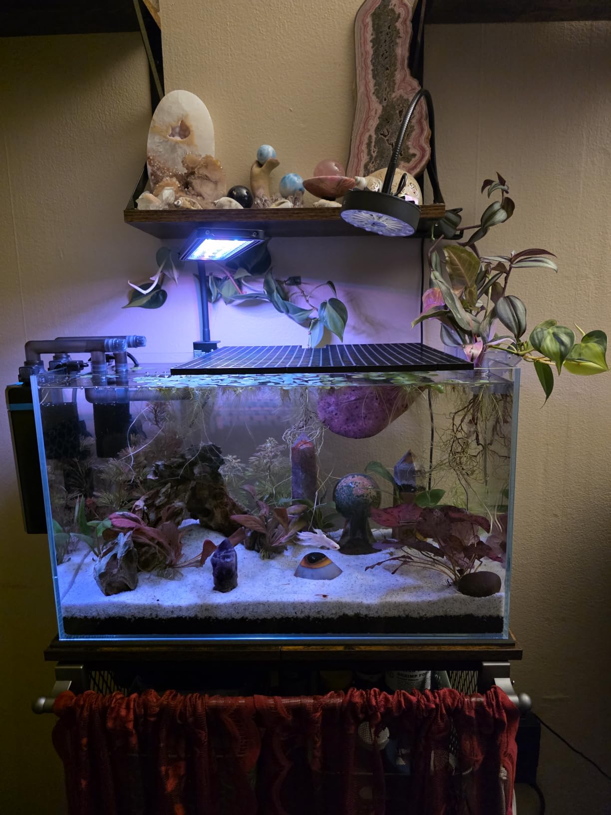 Vimvins 3 Gallon Glass Fish Tank, Easy to Maintain Small Aquarium for Betta/Goldfish/Snails/Shrimp and Aquatic Planting. customer photo 2