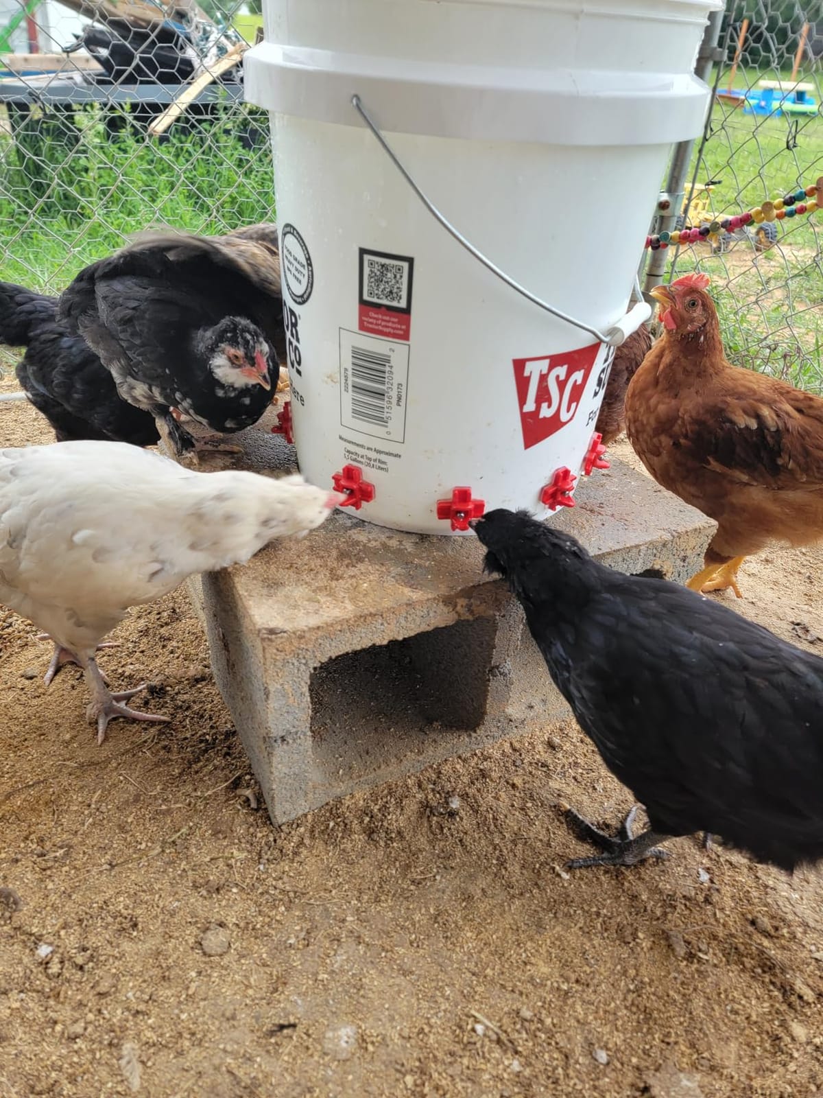 Automatic Chicken Waterer Nipples with Drill Bit (20 Pack Red) customer photo 1