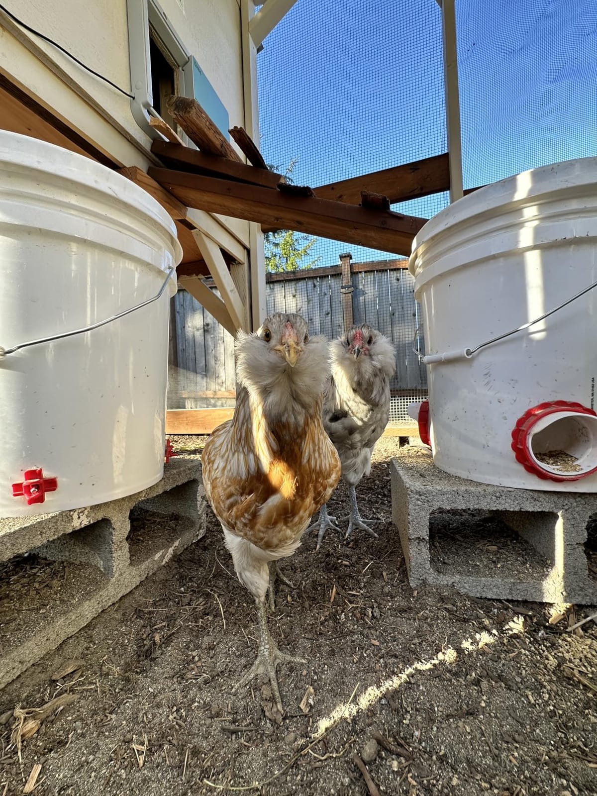 Automatic Chicken Waterer Nipples with Drill Bit (20 Pack Red) customer photo 2