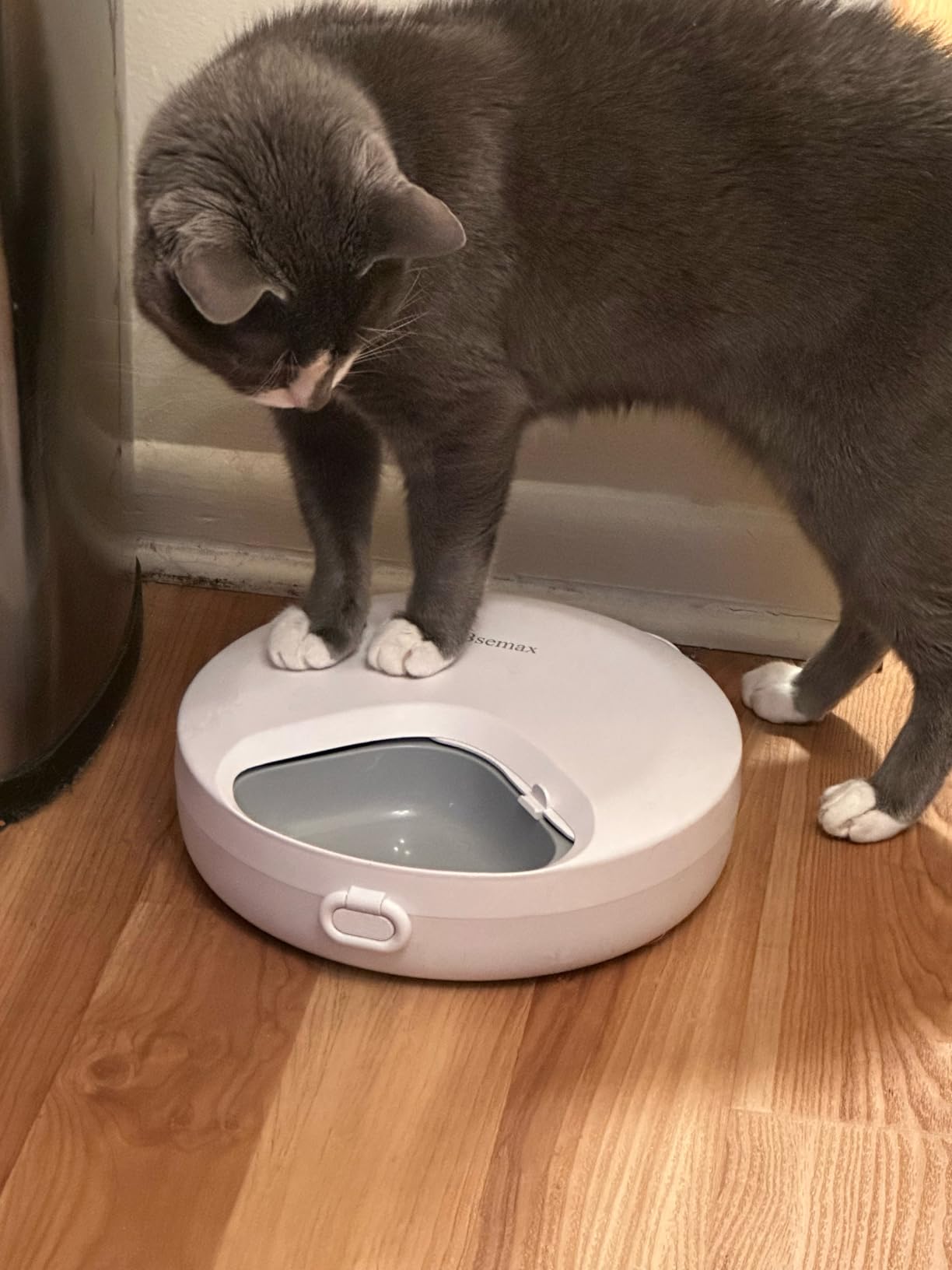 Automatic Wet Food Cat Feeder, Auto Refrigerated Wet Foods Feeder for Cats Dogs 4 Meal Timed Fresh Foods Dispenser with 2 Ice Packs Small Pet Feeders for Kitty Puppy Automatic Cat Dog Food Bowl customer photo 1