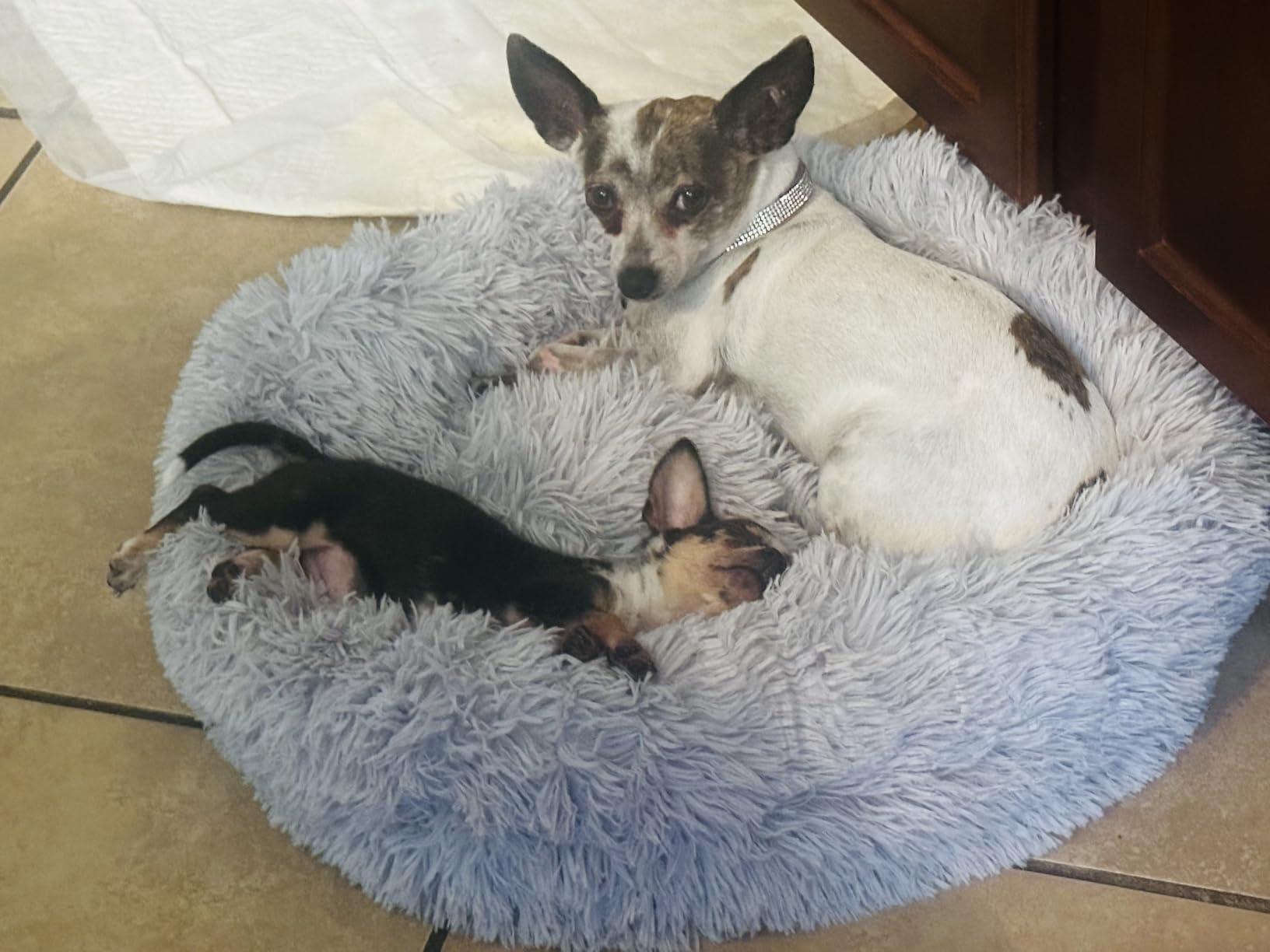 Dogs Bed for Small Dogs, Anti-Anxiety Washable Round Bed (24in Dark Grey) customer photo 1