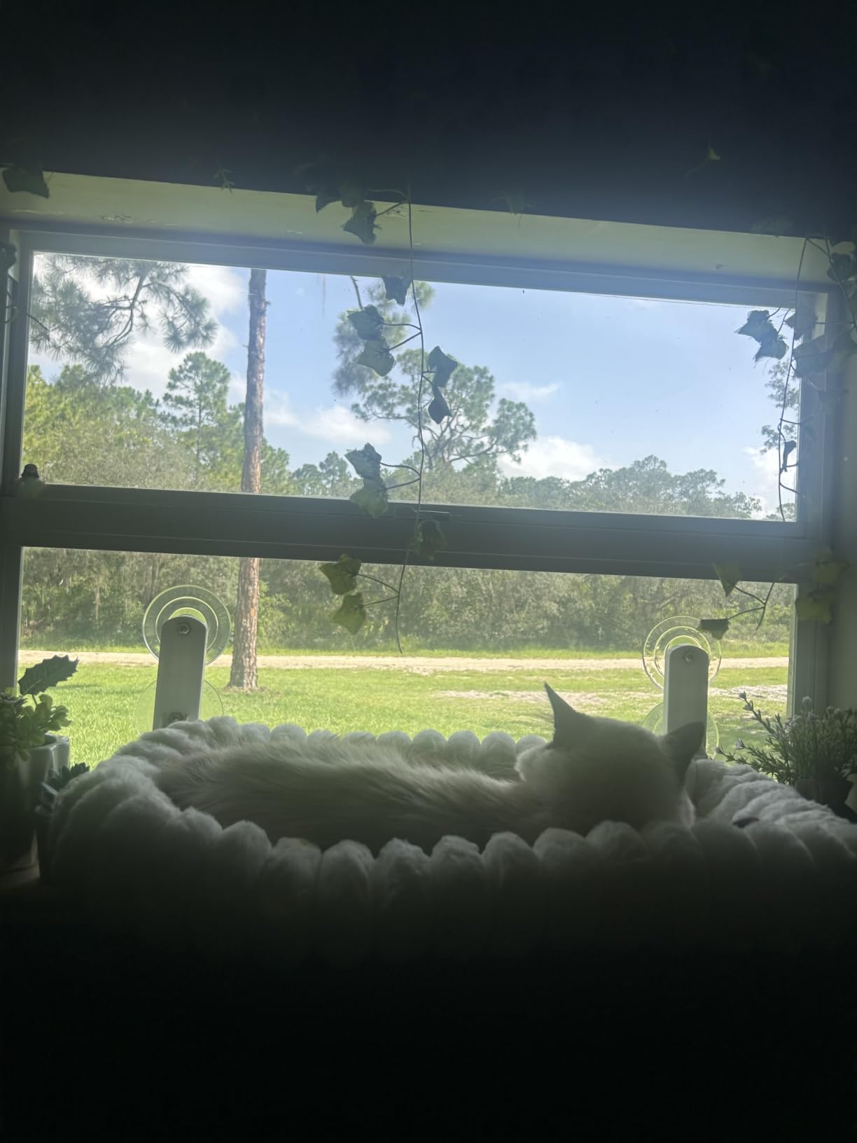 Zakkart SnugCloud Foldable Cat Window Perch (Cream White, M) customer photo 2