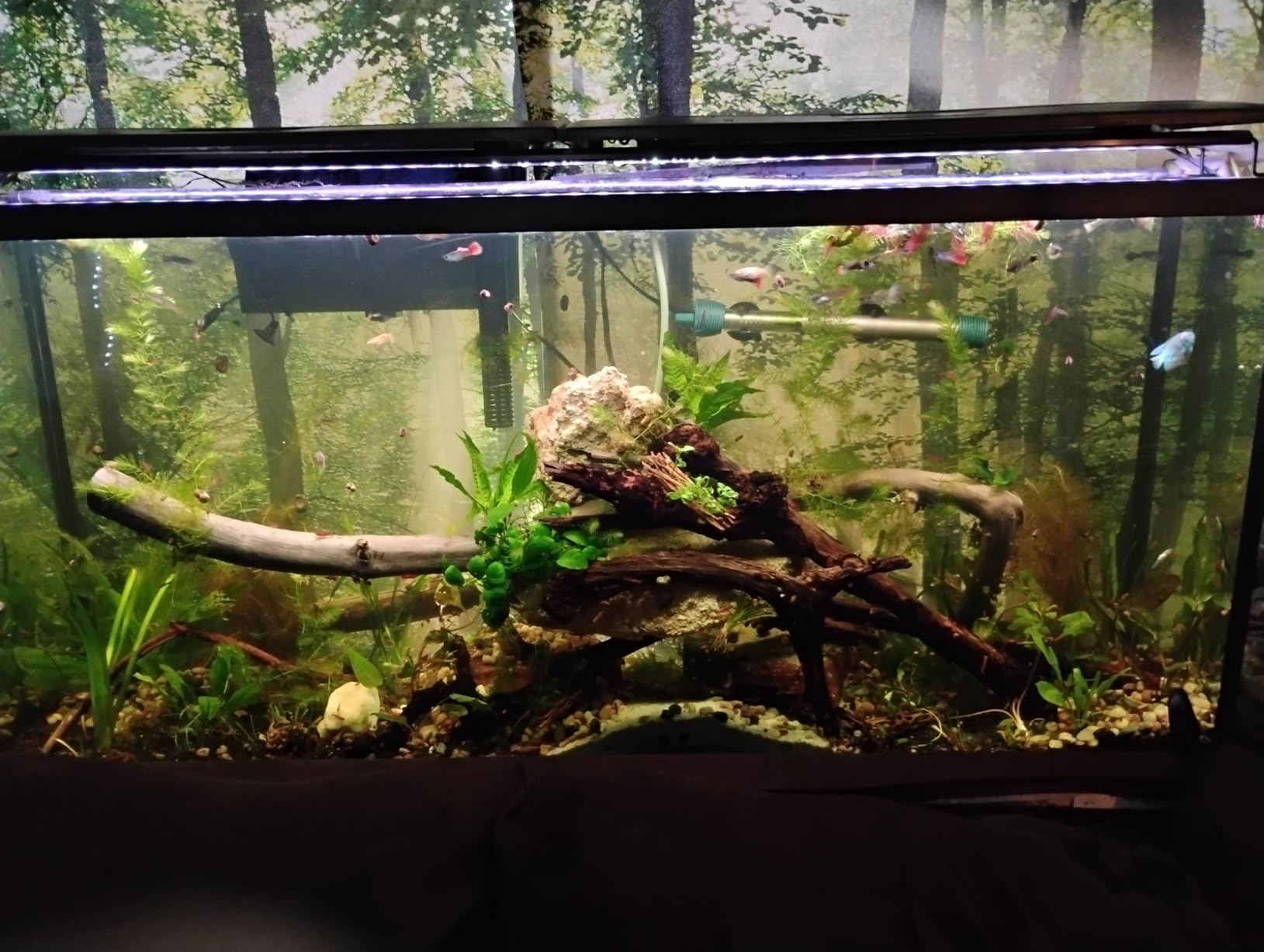 SEAOURA WRGB DIY Aquarium Plant Light with Temp Alarm for 30-36in Fish Tank customer photo 2