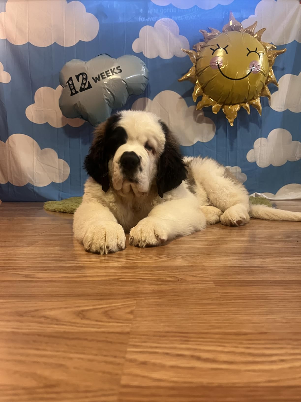 Pecute 7-in-1 Dog Grooming Vacuum & Dryer for Heavy Shedding customer photo 1