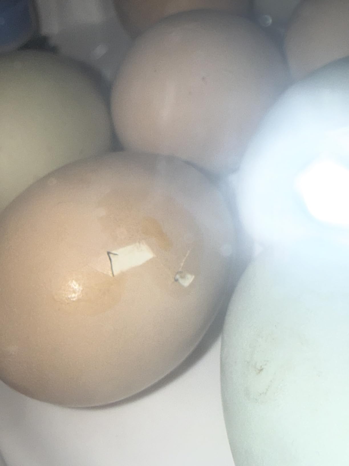 18 Egg Incubators for Hatching Eggs, Automatic Egg Turning and Humidity Control Incubator for Hatch Chicken Duck Quail Pigeon Pheasant Partridge Home Classroom Lab- customer photo 2