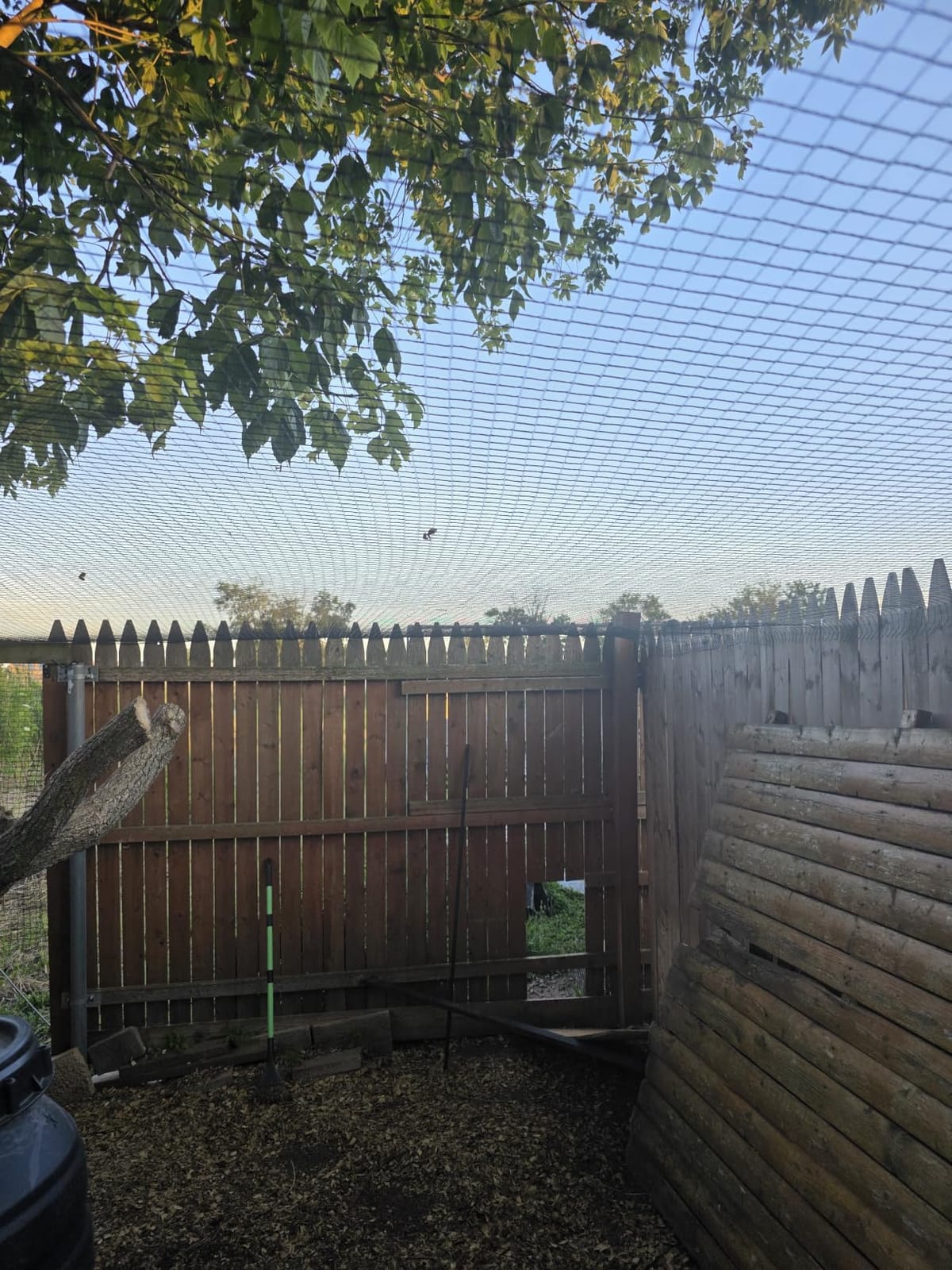 Heavy Duty Bird Netting for Chicken Coop, 19.5 x 19.5 ft 0.8”Mesh HDPE Chicken Netting for Hawks with Reinforced Edges, Durable & Reusable Poultry Netting for Garden Raised Beds & Fruit Trees customer photo 1