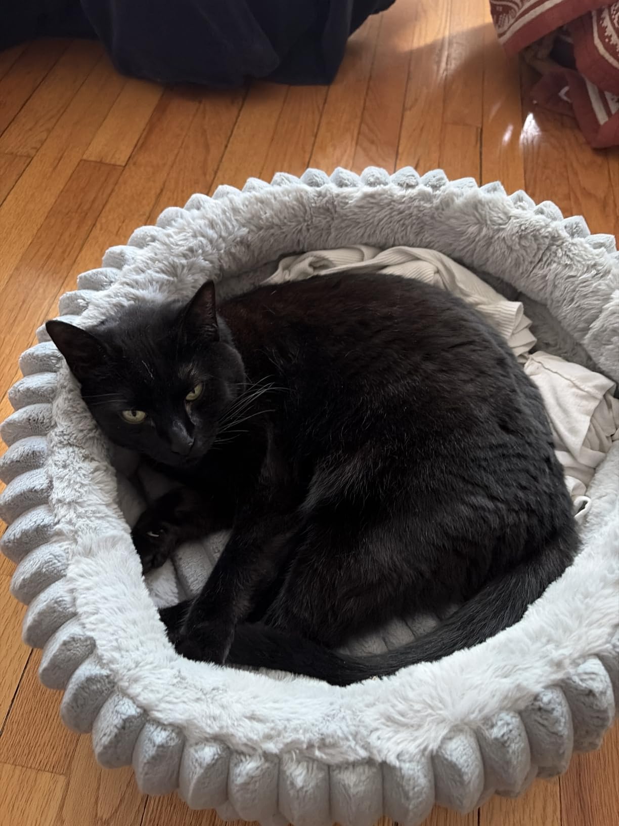 BALANCE Donut Dog Bed, 36 Inches Round Dog Bed Large Size Dogs Washable, Orthopedic Calming Dogs Beds for Kitten, Fluffy Plush Faux Fur Pet Bed with Anti-Slip Bottom customer photo 1