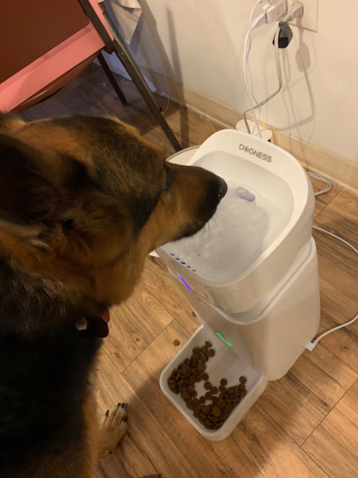 DOGNESS 11L Cordless Automatic Dog Feeder Large Breed customer photo 2