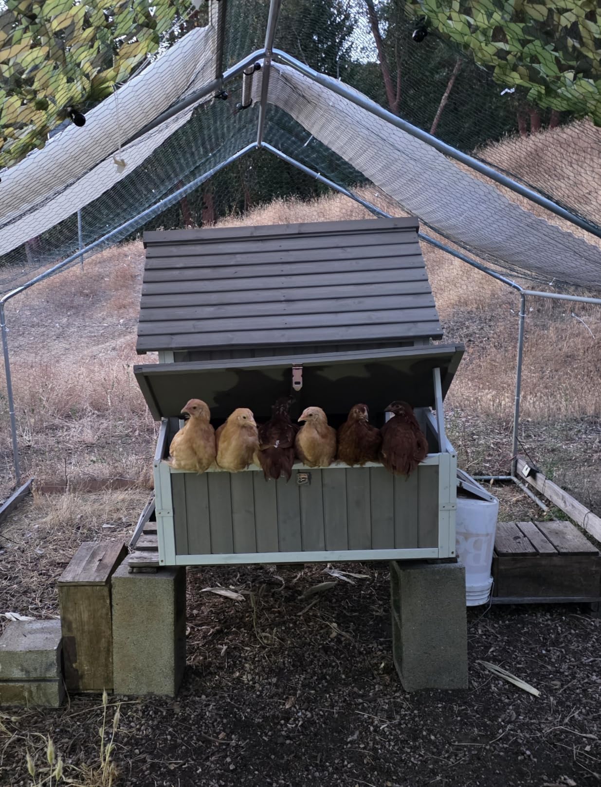 Large Chicken Coop with Wheels, Outdoor Hen House Tractor for 3-6 Chickens customer photo 1
