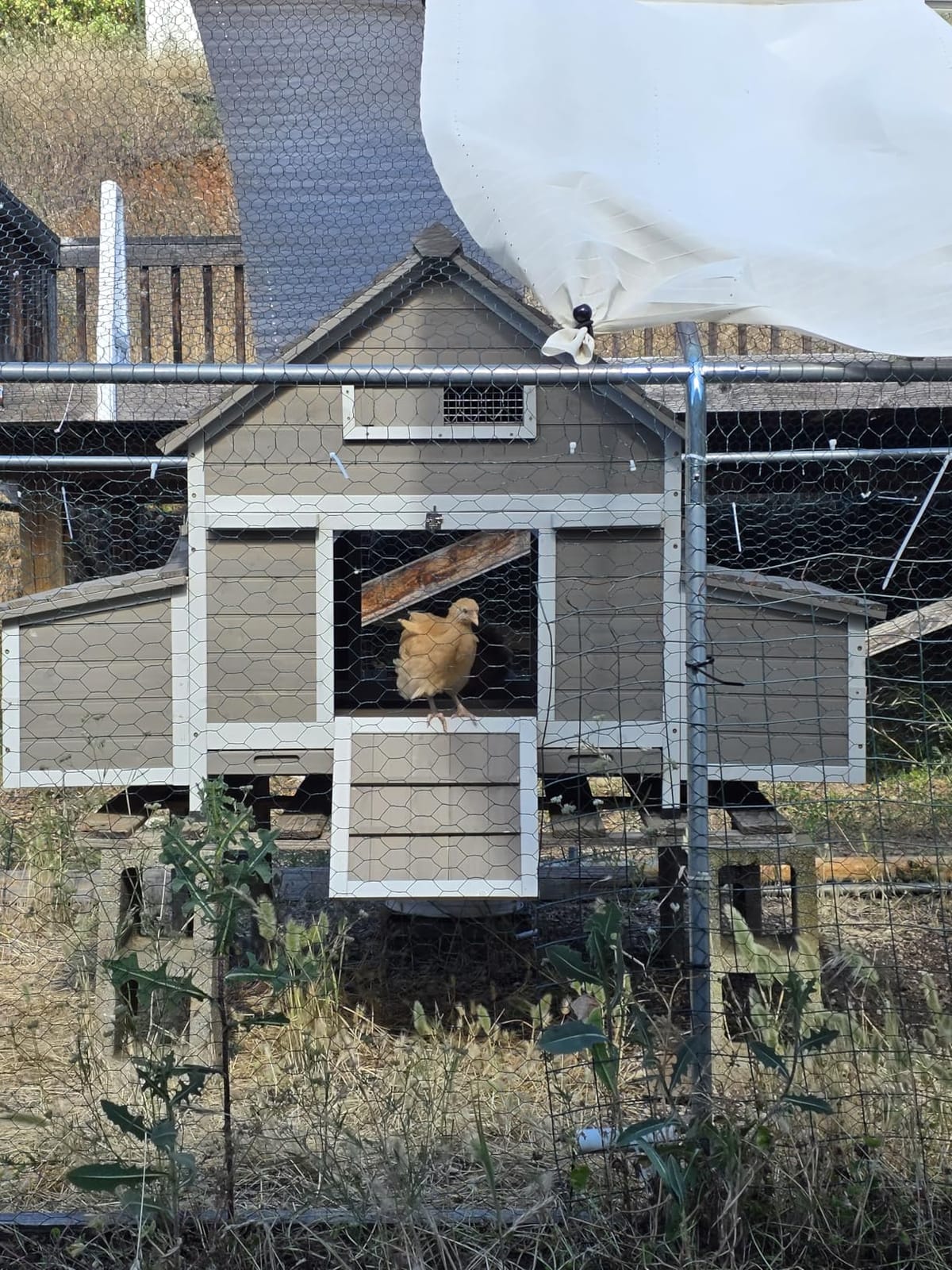 Large Chicken Coop with Wheels, Outdoor Hen House Tractor for 3-6 Chickens customer photo 2